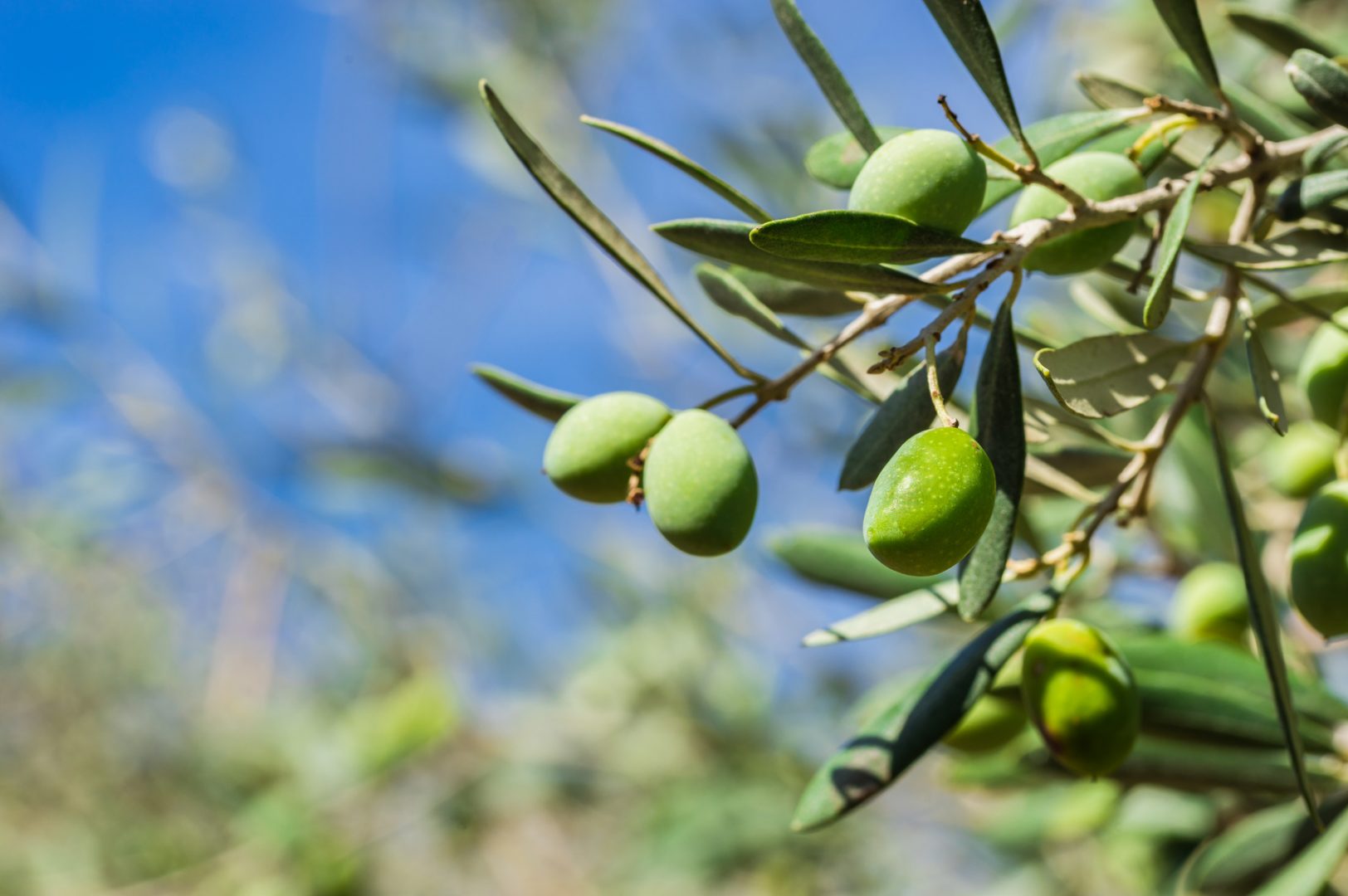 Olives