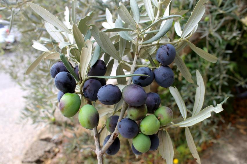 récolte des olives