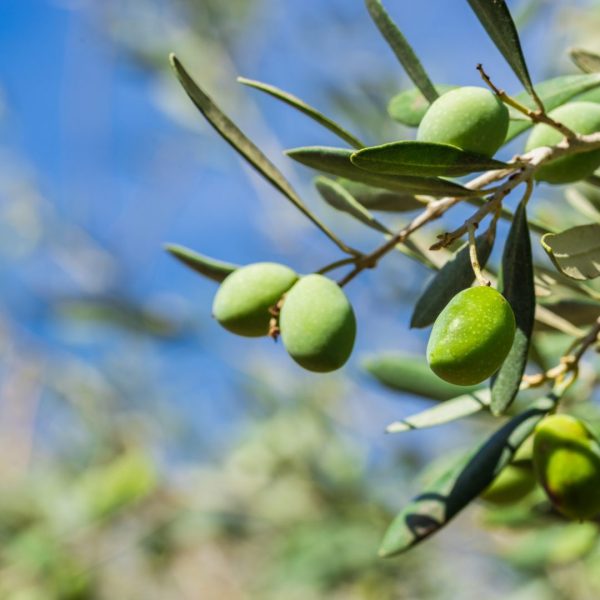 Olives