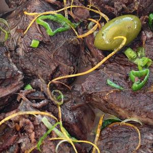 r58_gardianne-taureau-cocotte-riz-rouge_md